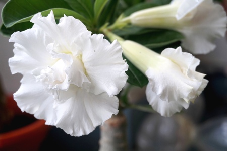 Close view of white yellow Adenium for home gardeningの写真素材