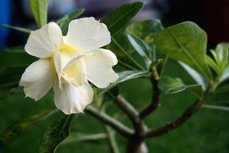 Close view of white yellow Adenium for home gardeningの写真素材