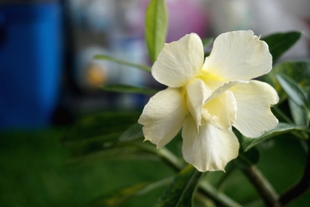 Close view of white yellow Adenium for home gardeningの写真素材