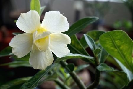Close view of white yellow Adenium for home gardeningの写真素材