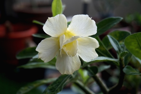 Close view of white yellow Adenium for home gardeningの写真素材
