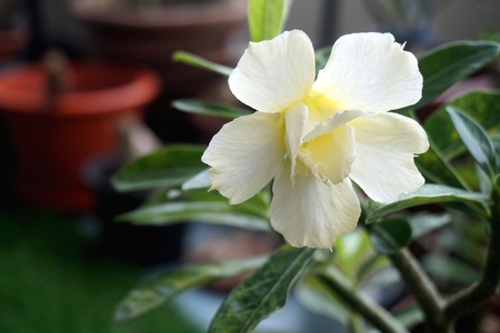 Close view of white yellow Adenium for home gardeningの写真素材