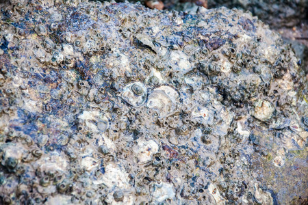 Close of view of real oyster on top muddy rock by the shoreの写真素材