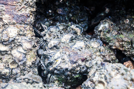Close of view of real oyster on top muddy rock by the shoreの写真素材