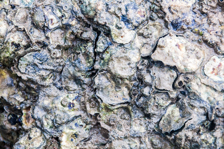 Close of view of real oyster on top muddy rock by the shore