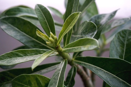 Close view of white yellow Adenium for home gardeningの写真素材