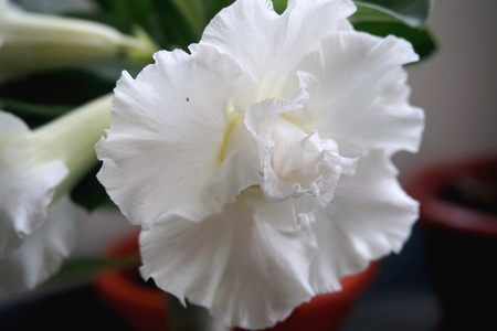 Close view of white yellow Adenium for home gardeningの写真素材