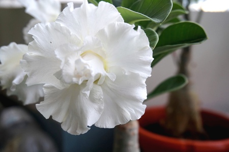 Close view of white yellow Adenium for home gardeningの写真素材