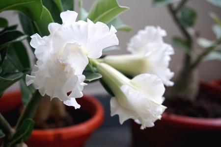Close view of white yellow Adenium for home gardeningの写真素材