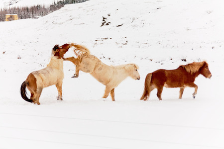 Iceland real horse during winter snowの写真素材