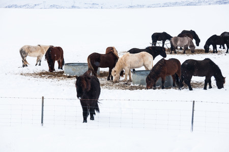 Iceland real horse during winter snowの写真素材