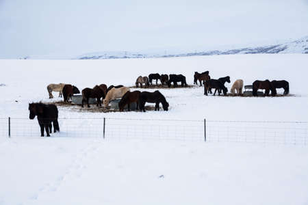 Iceland real horse during winter snowの写真素材