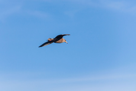 Bird fly in small town of Stykkisholmur winter view which is a town situated in the western part of Iceland, in the northern part of the Snaefellsnes peninsulaの写真素材