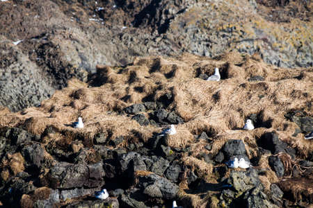 Arnarstapi or Stapi is a small fishing village at the foot of Mountain Stapafell between Hellnar village and Breidavik farmsの写真素材
