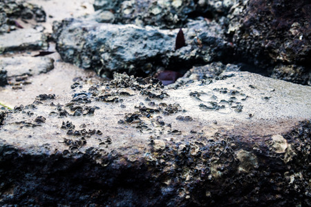 Close of view of real oyster on top muddy rock by the shoreの写真素材