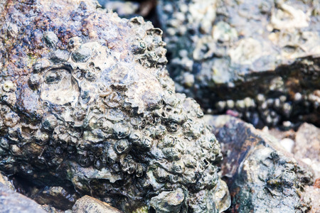 Close of view of real oyster on top muddy rock by the shoreの写真素材