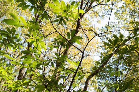 Sun bright lightened leaves in forest makes beautiful and colorful nature view at Belelle river, A...