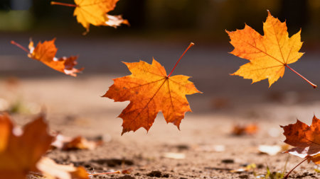 Autumn maple leaves falling to groundの素材