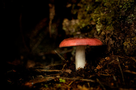 Mushroom in the autumn forest on a dark background. Close-up.の写真素材