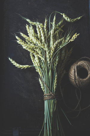 Bouquet of ears of wheat on a black background. Toned.の写真素材