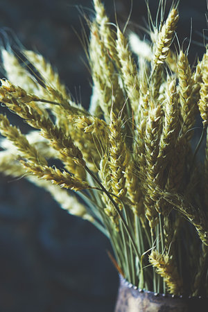 Ears of wheat in a vase on a dark background.の写真素材