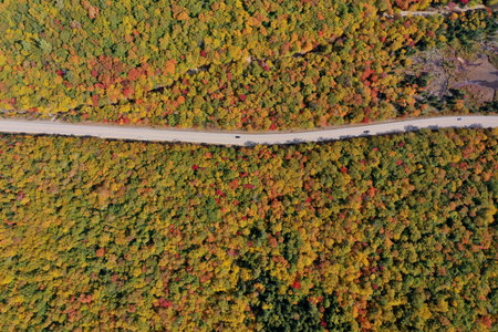 Aerial view of the road in the autumn forest. Top viewの写真素材