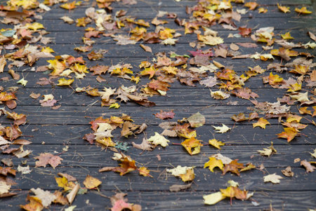 Autumn leaves on a wooden walkway in the park. Selective focus.の写真素材