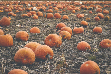 Orange pumpkins on the field at autumn. Selective focus.