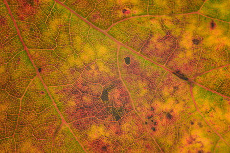 Autumn leaf close-up macro photography. Colorful autumn backgroundの写真素材