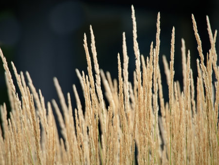 Close up of dry grass in the field with bokeh backgroundの写真素材