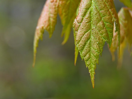 Maple leaves in the autumn. Selective focus, shallow depth of field.の写真素材