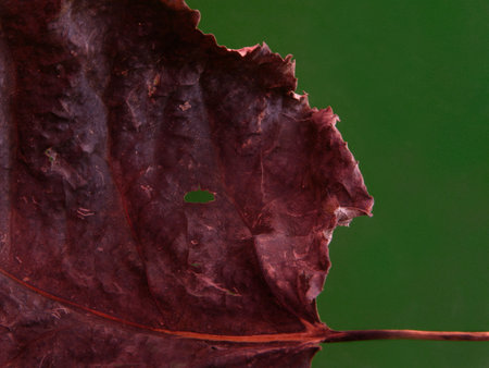 Dry leaf on a dark green background close-up macro photographyの写真素材