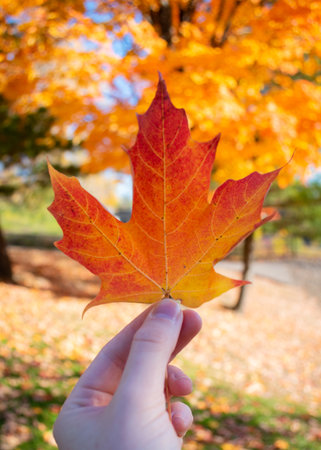 Autumn maple leaf in hand on background of trees with yellow leaves