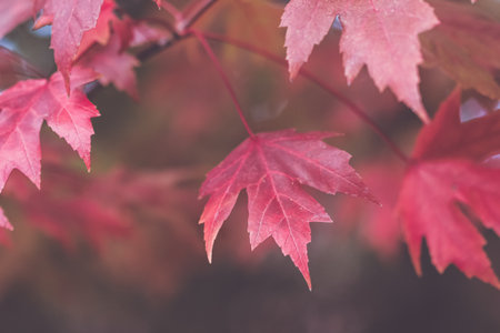 Red maple leaves in autumn season, vintage toned. Fall background