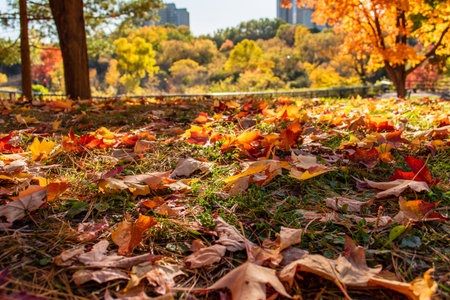 Autumn leaves on the ground in the park. Autumn background.の写真素材