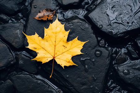 Yellow maple leaf on a black pebble background. Autumn concept.