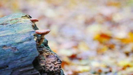 Mushrooms on a stump in the autumn forest. Selective focus.の写真素材