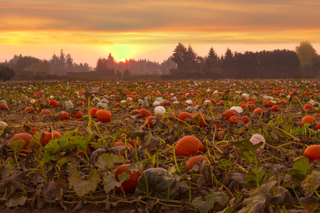 Pumpkin field at sunset in autumn with red and orange colorsの写真素材