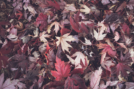 Red maple leaves in autumn season, vintage color tone style.