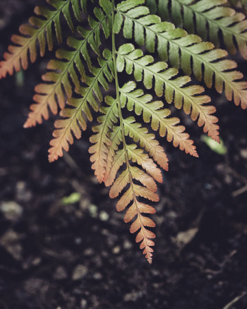 Fern leaves in the garden with filter effect retro vintage style.の写真素材