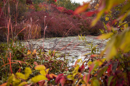 Autumn landscape with colorful leaves on the river bank in the forestの写真素材