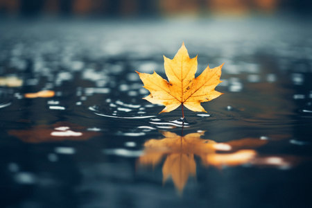 Autumn maple leaf on the water surface. Autumn background. Autumn concept.の写真素材