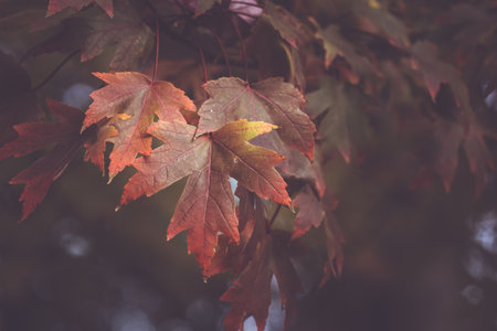 Autumn maple leaves in the park. Autumn background. Toned.