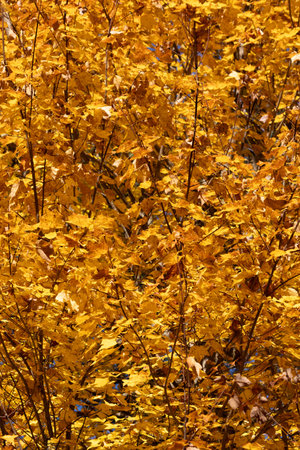 Yellow leaves on the branches of a tree in the autumn forest.