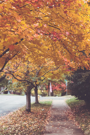 Autumn park with colorful maple trees and fallen leaves on the ground