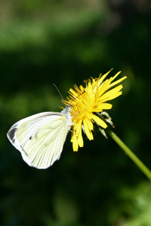 Butterfly on a dandelion flower in the garden.の写真素材