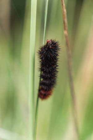 Hairy caterpillar on a blade of grass in the meadowの写真素材