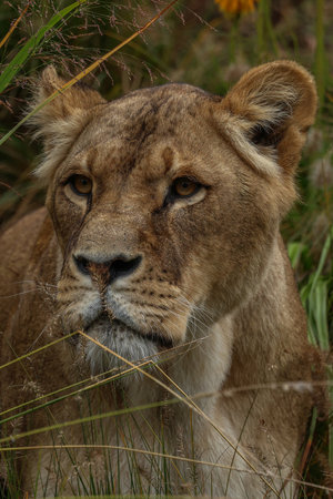 Lioness in the Okavango Delta - Moremi National Park in Botswanaの写真素材