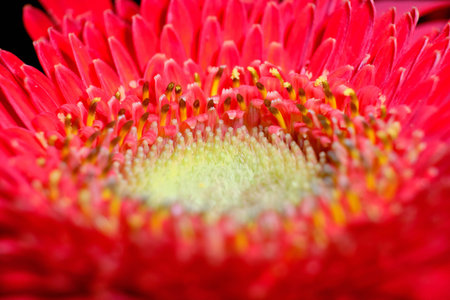 Close up of red gerbera flower, shallow depth of fieldの写真素材