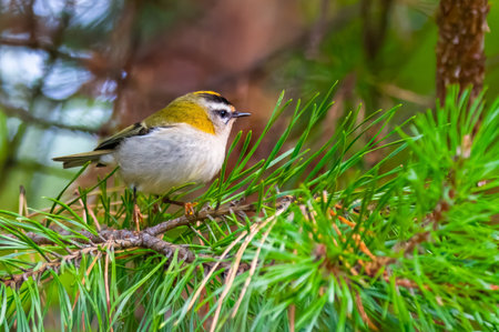 Goldcrest, Regulus regulus, sitting on a pine branchの写真素材
